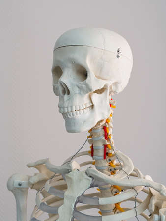 Anatomical model of the human skeleton close-up - head, shoulders and part of the rib cageの写真素材