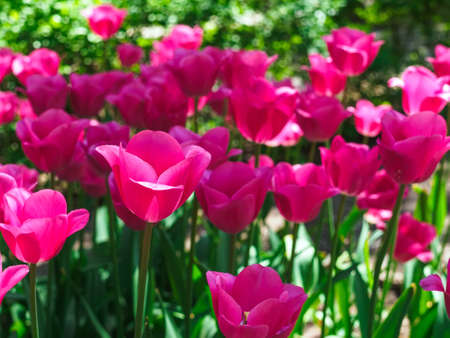 beautiful pink tulips in the gardenの写真素材