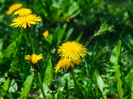 beautiful blooming yellow dandelions in the garden close upの写真素材