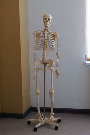 Anatomical model of the human skeleton in the classroomの写真素材