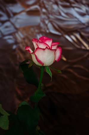 white rose with red border on embossed glass backgroundの写真素材
