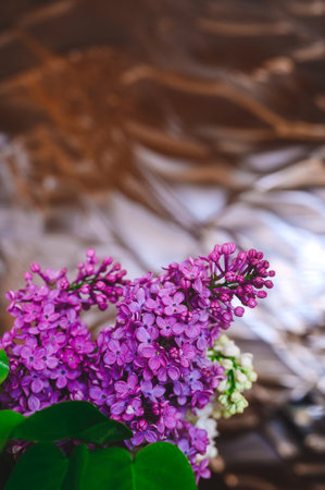 beautiful purple lilacs on glass backgroundの写真素材