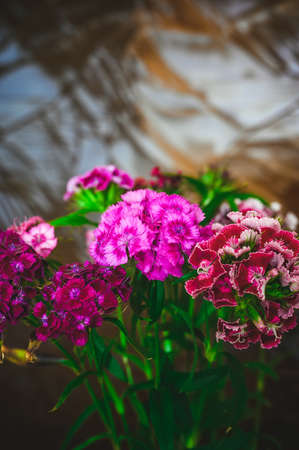 bouquet of red, pink and purple suites william's on the background of embossed glass with reflectionsの写真素材