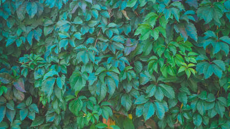 green large ivy leaves on the wall - plant backgroundの写真素材