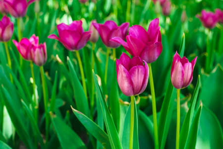 lovely pink tulips on the flowerbed at the flower festival in the city parkの写真素材
