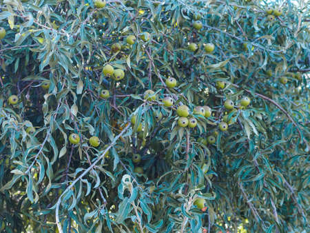 branches of pear locholiferous pendula with fruits on a sunny dayの写真素材