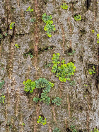 green lichen on the bark of a treeの写真素材