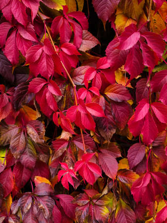 vertical plant background: red and burgundy leaves of autumn ivy on the wall in the park close-upの写真素材