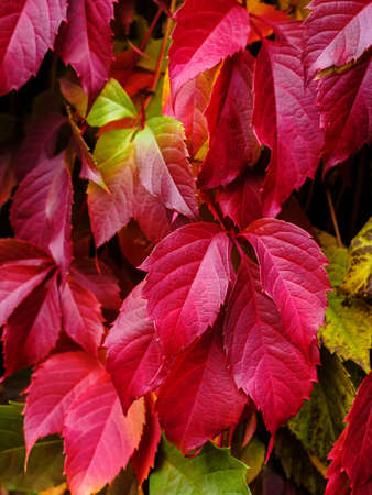 ParthenocÃ­ssus quinquefolia - Maiden grapes as hedge in autumn close-upの写真素材