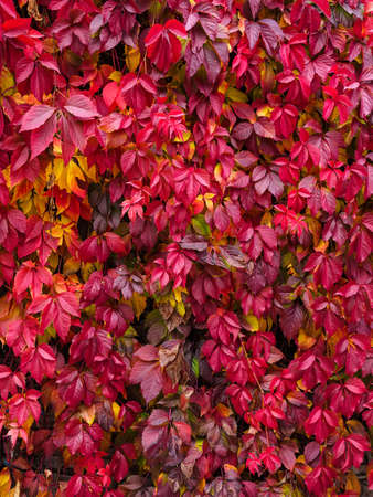vertical plant background: red and burgundy autumn ivy leaves on the wall in the parkの写真素材