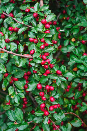ripe red shiny berries cotoneaster on a branchの写真素材