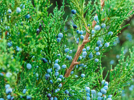 Juniperus virginiana branches with fruits close-upの写真素材