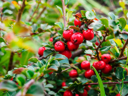 ripe red shiny berries cotoneaster on a branch