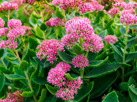 flowers of sedum close-up in an ornamental gardenの写真素材