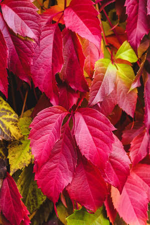 close-up of red leaves of maiden grapes in autumnの写真素材