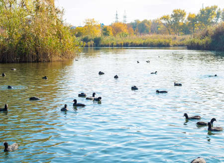 many ducks in the city park in autumnの写真素材