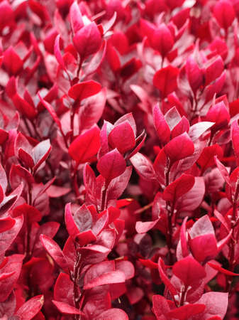 flowerbed in autumn close up - red plant backgroundの写真素材