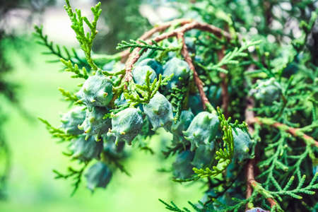 young cones on a thuja branch close-upの写真素材