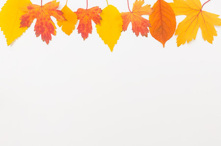 colorful autumn leaves top plant backgroundの写真素材
