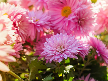 close-up of pink chrysanthemum flowers on a flower bedの写真素材