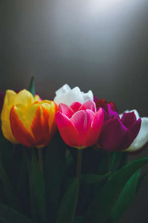 vertical shot: a bouquet of half-opened beautiful multicolored tulips against a dark gray background, light from above and from the sideの写真素材