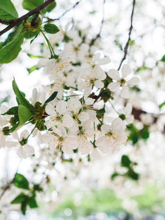 branch of blossoming cherry plum in the garden close-upの写真素材