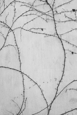 branches of thin ivy on the wall - black and white photoの写真素材