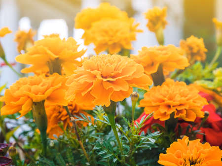 marigolds in the flowerbed against the background of white columns close-upの写真素材