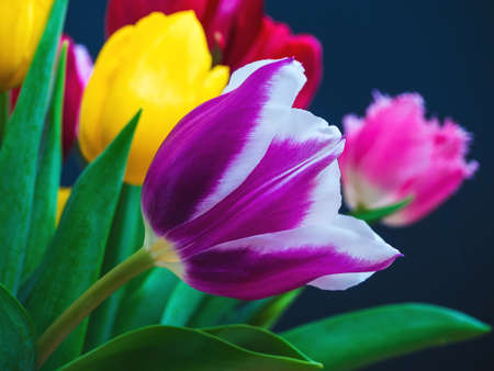 beautiful purple tulip in the center of a multi-colored bouquet on a dark blue background close-upの写真素材