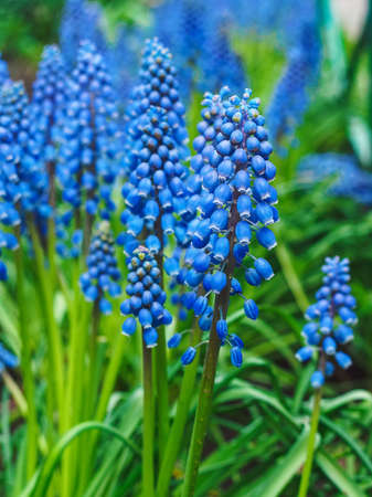 many blue flowers muscari longiflora in a flower bed close-upの写真素材