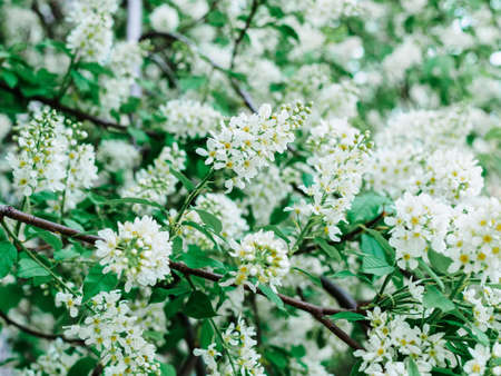 blossoming cherry tree in mayの写真素材