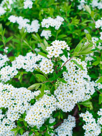 Spiraea Nipponian Snowmound in a flowerbed close-upの写真素材