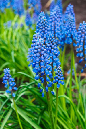 muscari longiflora in a flower bedの写真素材