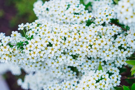 Spiraea Nipponian Snowmound in a flowerbed close-upの写真素材