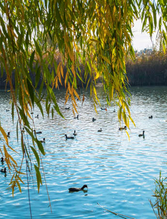ducks swim in the lake under the willow in the parkの写真素材