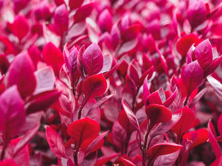 red ornamental grass - small shrubs on a flower bed in the parkの写真素材