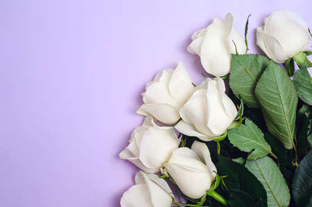 lovely white roses on lilac background, copy spaceの写真素材