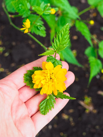 beautiful yellow flower - kerria in the garden