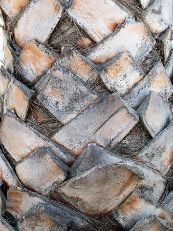 palm tree trunk close upの写真素材
