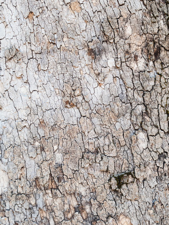 gray bark of an old treeの写真素材