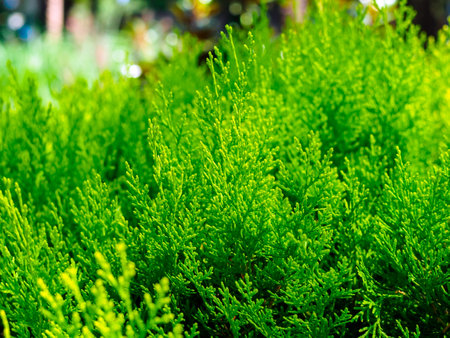 Evergreen plant - thuja in the parkの写真素材