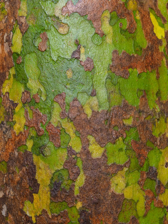 wet spotted sycamore bark after rain close-up
