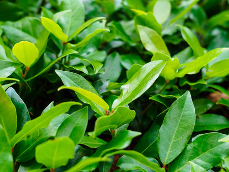 laurel leaves on branches close-upの写真素材