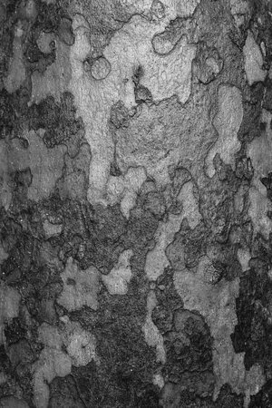 black and white background - wet sycamore barkの写真素材