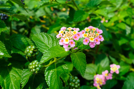 multi-colored lantana flowers and berries on a branch of a bush close-upの写真素材