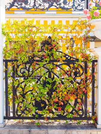 ivy on a forged fence on a sunny dayの写真素材