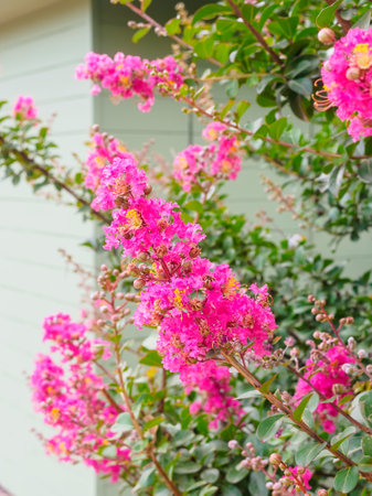 beautiful pink flowers of lagerstroemia indica on a branchの写真素材