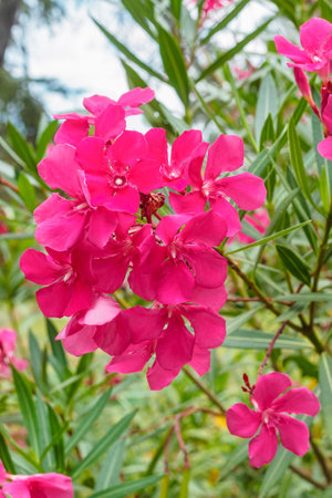 bright pink flowers of common oleander on a branchの写真素材