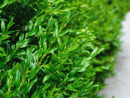 boxwood angustifolia evergreen
