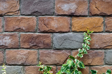 ivy on a stone wall with large brick slabs - backgroundの写真素材